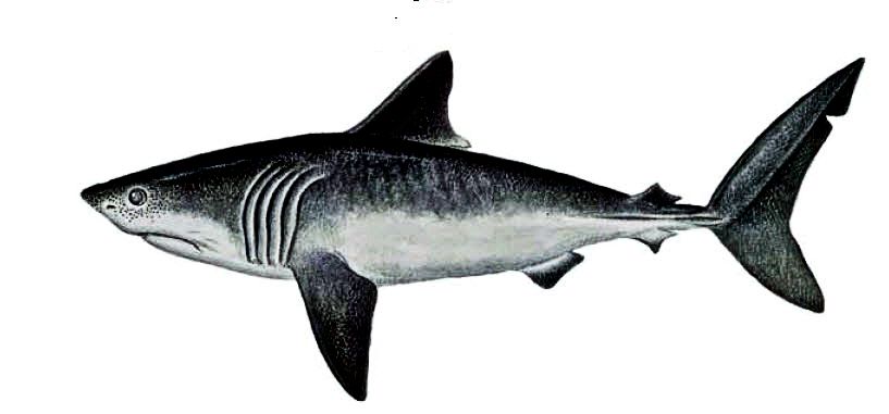Lamna nasus06.jpg